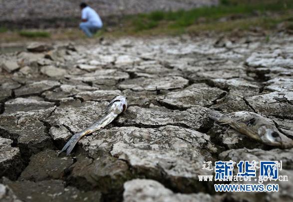 辽宁遭遇旱灾严重 致23万人口饮水困难