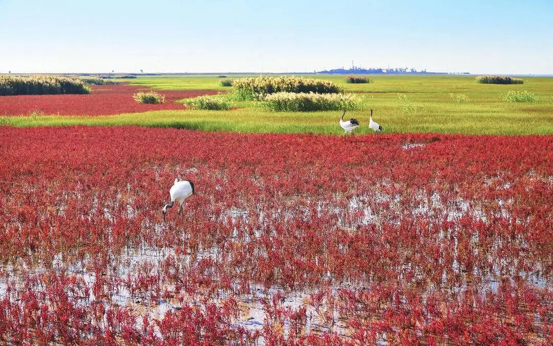 盘锦红海滩七年“长大”十四倍