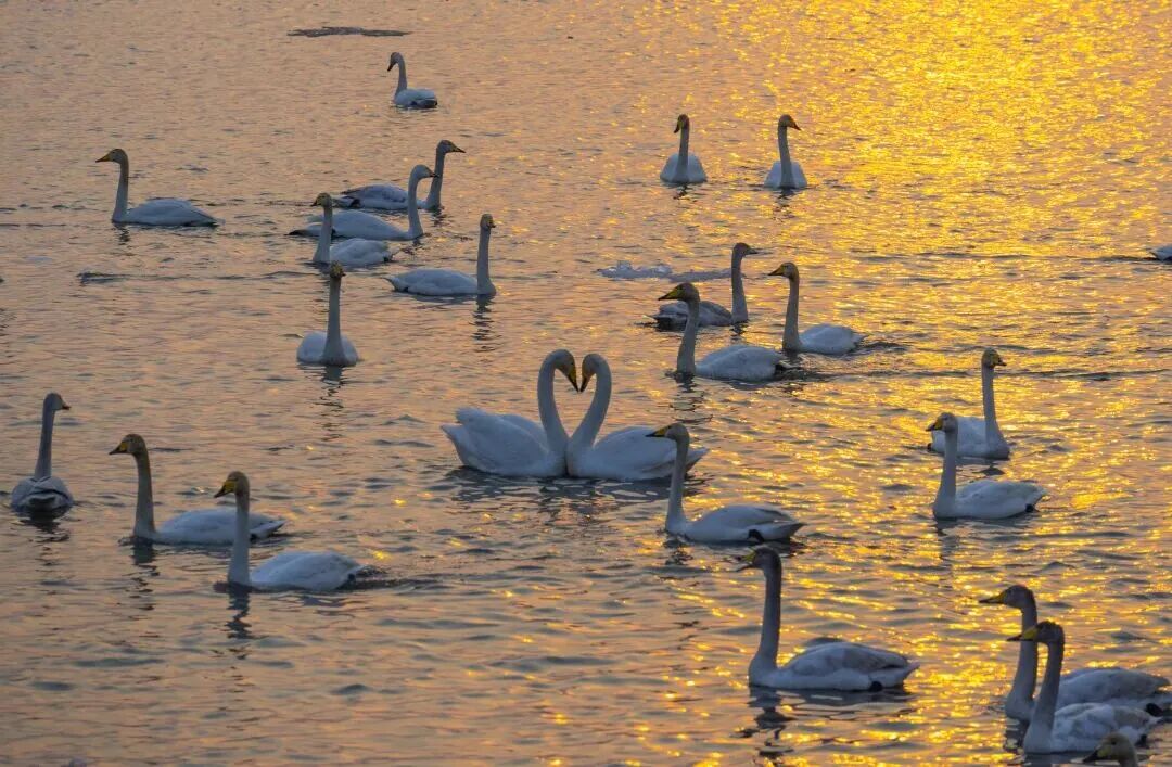 3000多只天鹅“空降”丹东，场面美翻了！