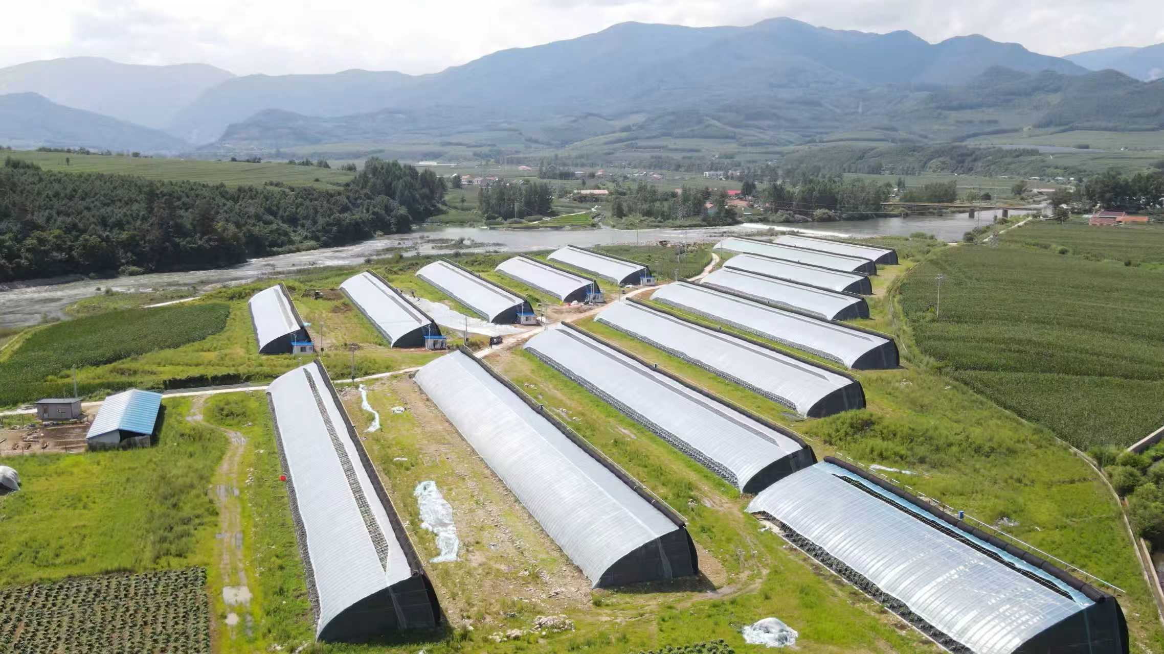蓝莓飘香产业兴 移民增收百姓富